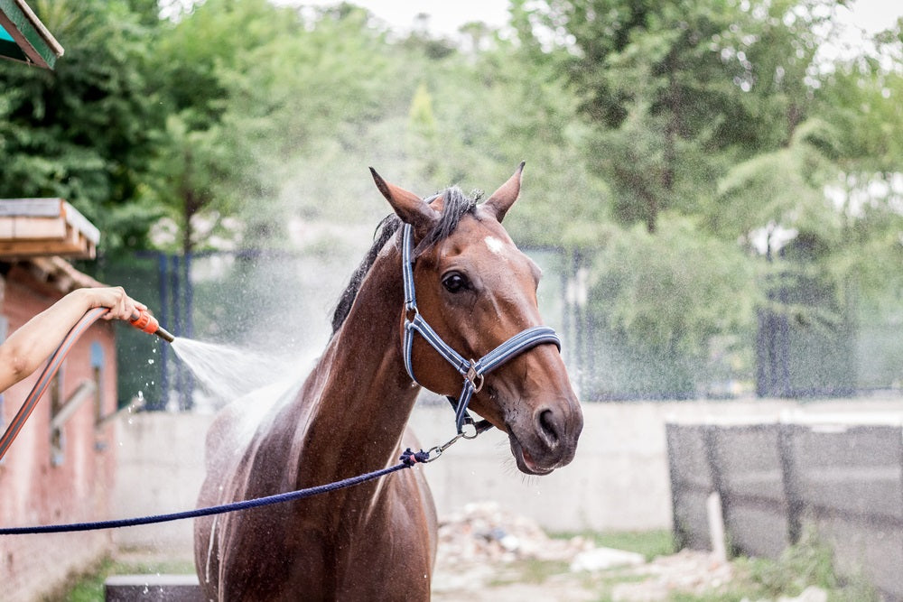 Cowboy Magic | Detangler and Shine for Horses